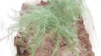 毛竹种子种植时间和方法