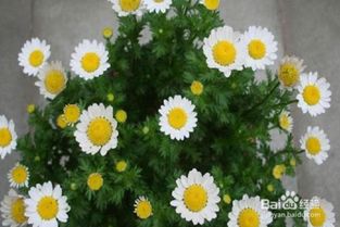 白晶菊种子的种植方法和时间