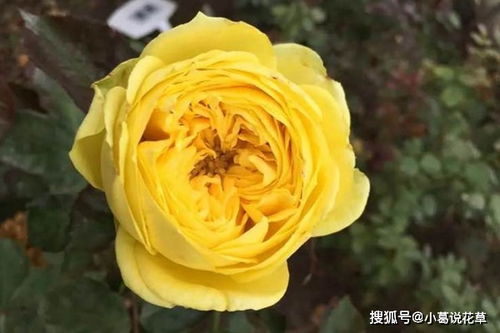 凯特琳娜月季优缺点