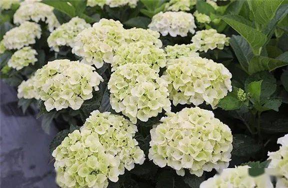 白色绣球花