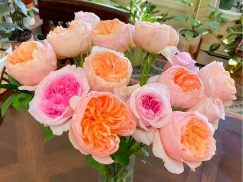 欧月月季花的养殖方法