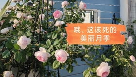 克里斯蒂娜公爵夫人月季