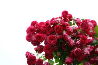 胭脂扣月季花的优缺点