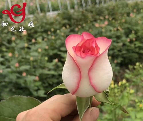 艾莎月季优缺点月季