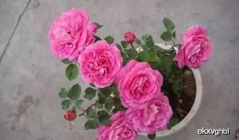 月季花用什么土养最好