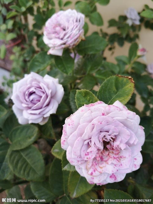 粉色月季花的花语