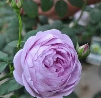 月季蓝色风暴优缺点