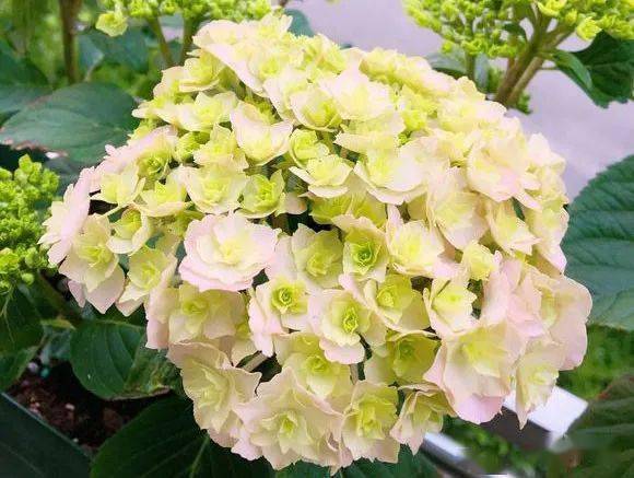 绣球佳澄优缺点