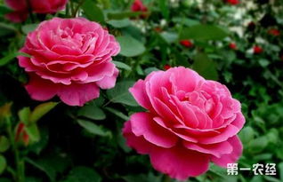 月季花黑斑病用什么药比较好