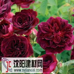黑伍德月季