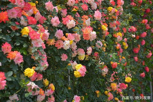粉色达芬奇
