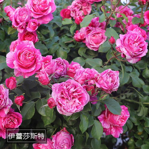伊蕾莎斯特月季优缺点