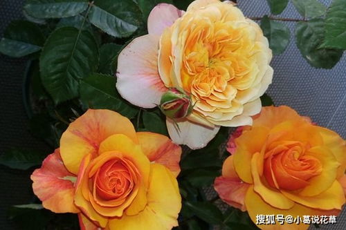 艾帕索月季