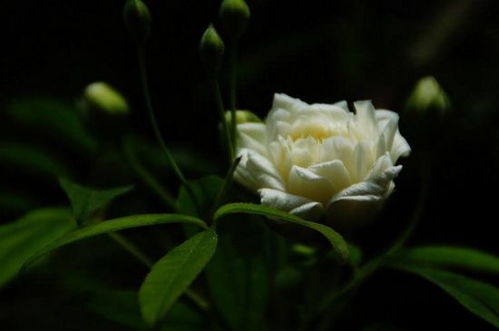 黄木香花的缺点