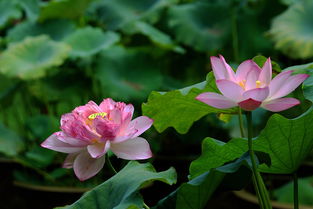 水芙蓉与水葫芦哪个净化好