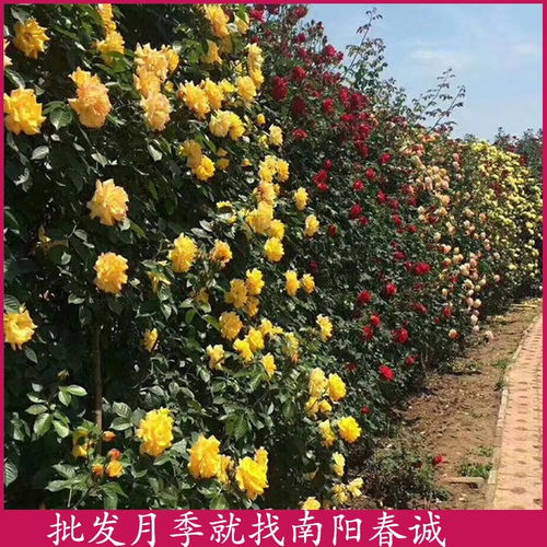 树状月季多少钱一棵