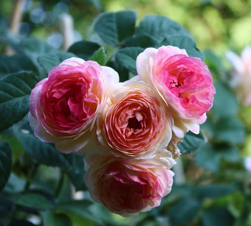 月季詹森