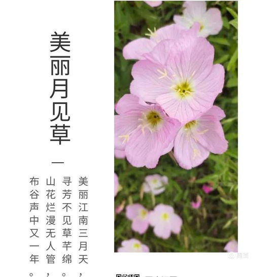 美丽月见草花语