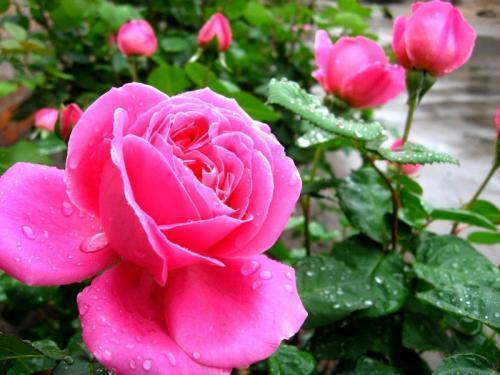 月季花有毒吗