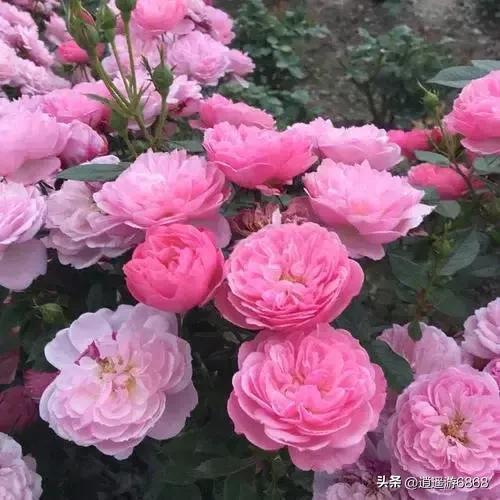 铃之妖精后悔入手的月季
