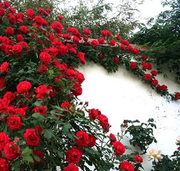 纪念芭芭拉月季