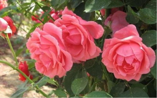 花宫娜月季
