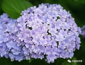 绣球花手鞠