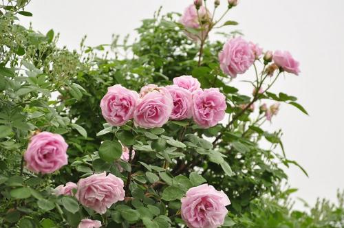 月季花一年开几次花期