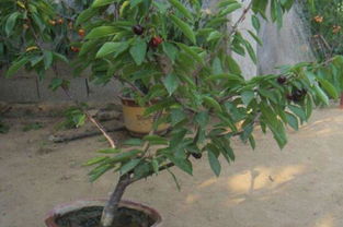 芍药根块带芽盆栽种植方法