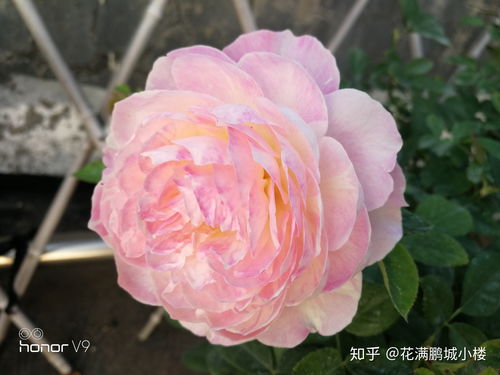 真宙月季的优缺点