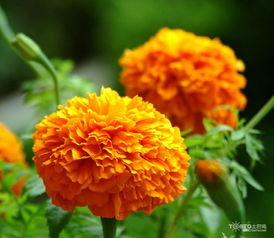 万寿菊花语