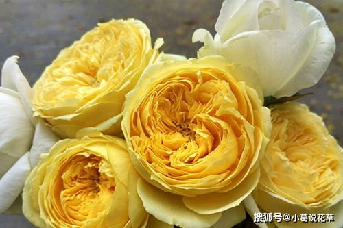 凯特琳娜月季