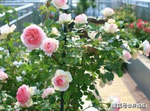 爬藤月季