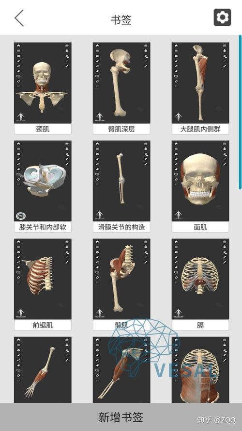 维萨里