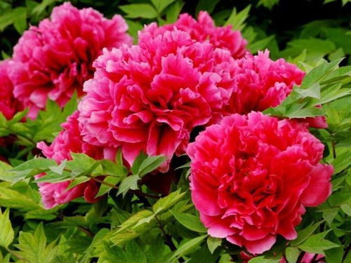 牡丹花怎样种植和养护