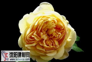 黄金庆典月季