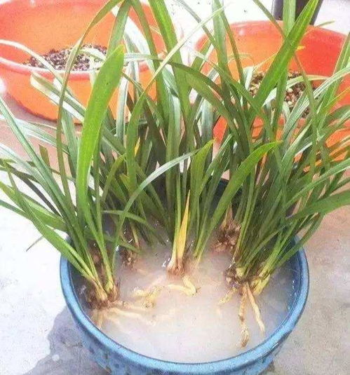 黑斑病用什么杀菌剂好
