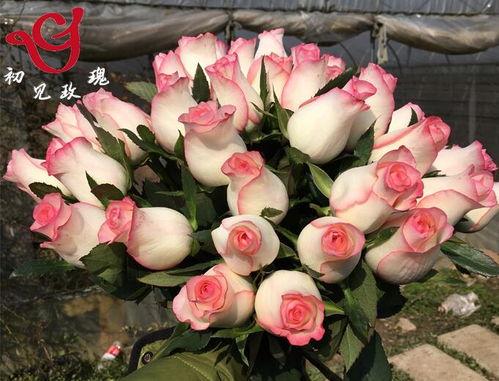 艾莎月季