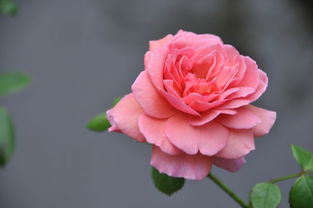 月季花代表什么含义