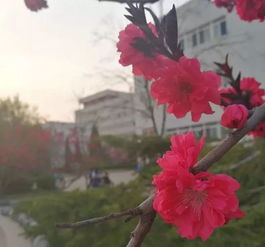 春天到什么叫什么开花什么好