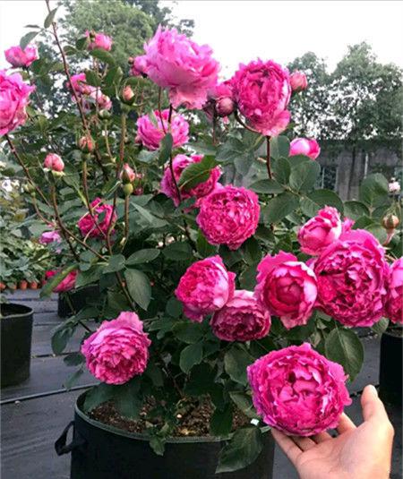 伊芙胭脂香水