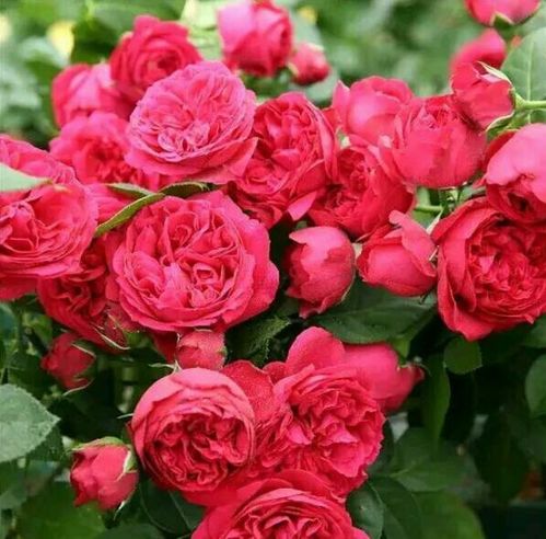 芳香花园月季优缺点