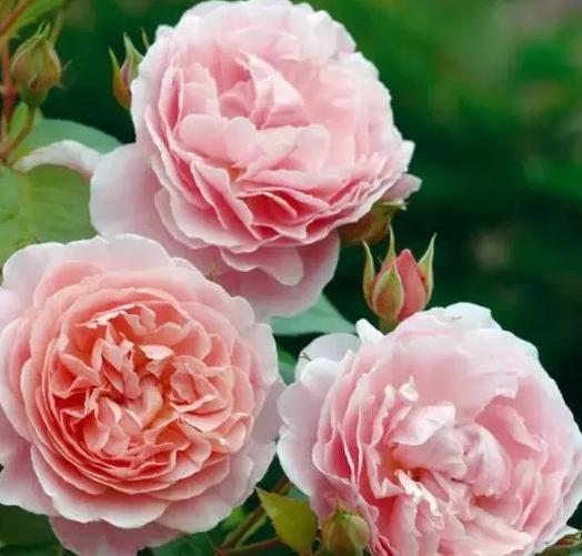 洛神月季花优缺点