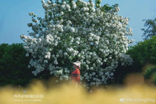 中华木绣球树
