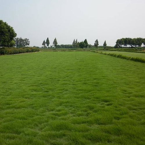 马尼拉草坪优缺点