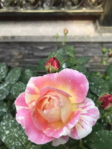 莫奈月季的优缺点