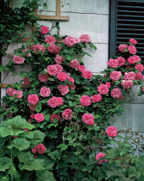 薰衣草花环月季优缺点