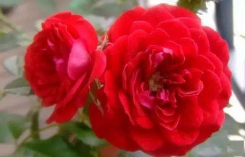月季花品种