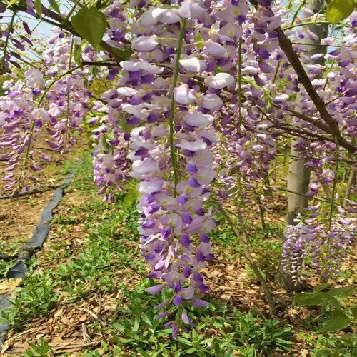 紫藤小苗几年能开花