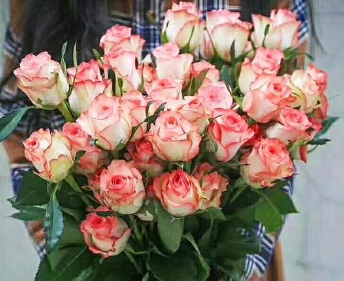 艾莎是玫瑰还是月季
